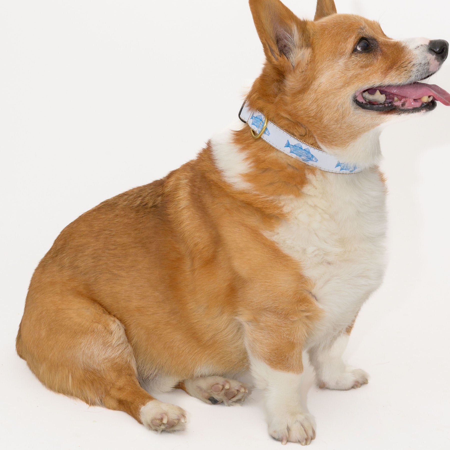 Sara Fitz Dog Collar Blue Fish Hand Sewn USA Made