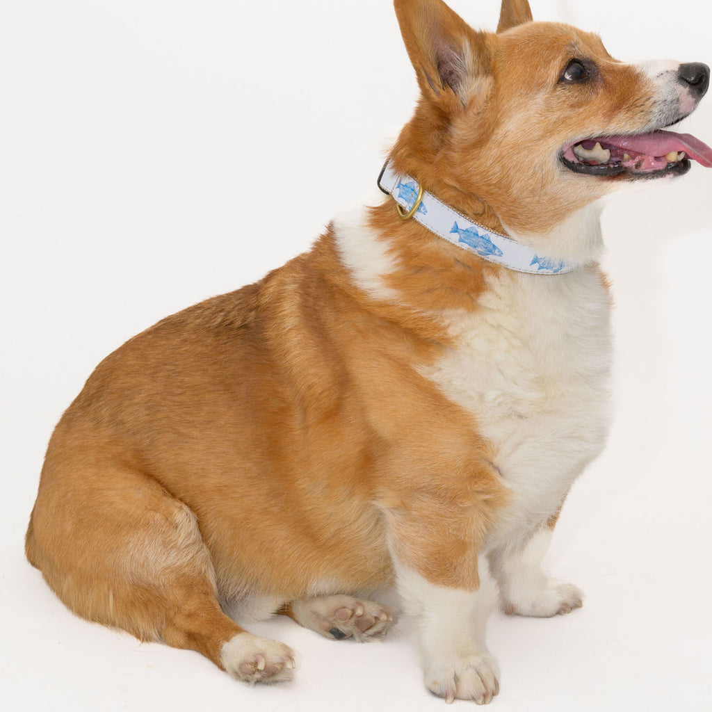 Dog Collar, Blue Fish by Sara Fitz