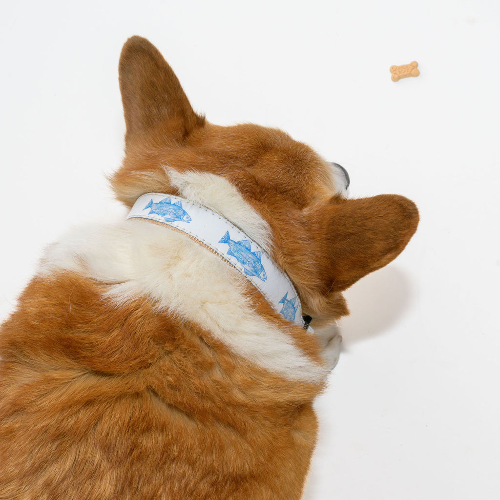 Dog Collar, Blue Fish by Sara Fitz