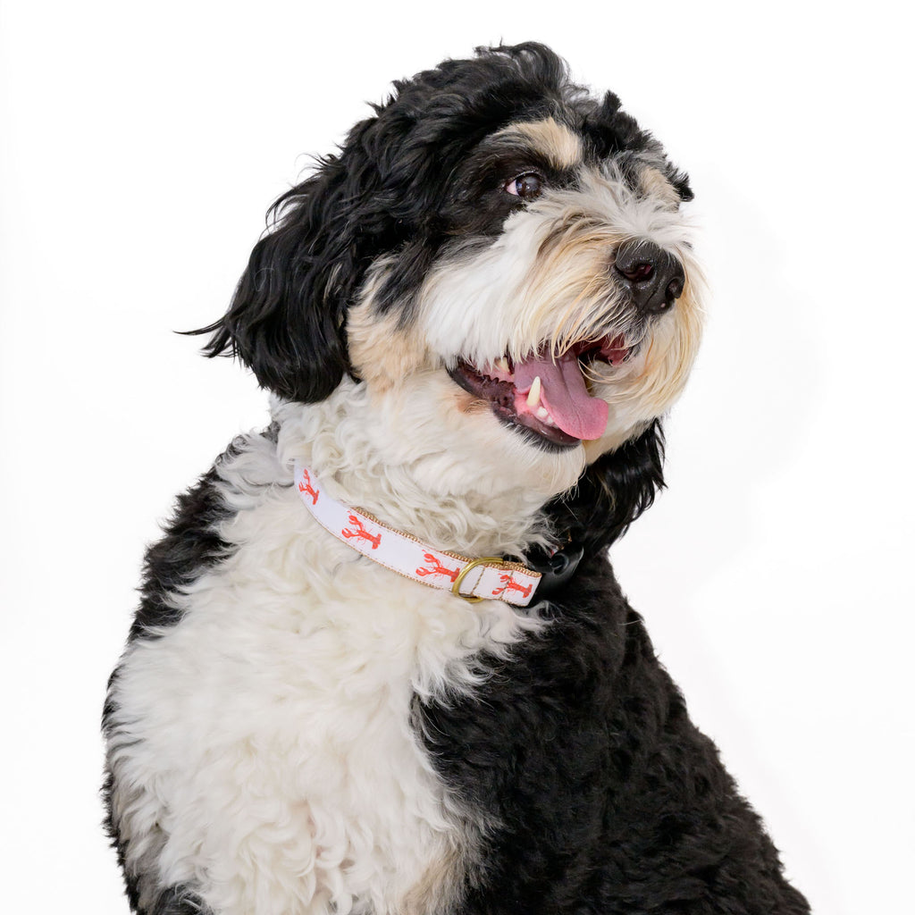 Dog Collar, Lobster by Sara Fitz