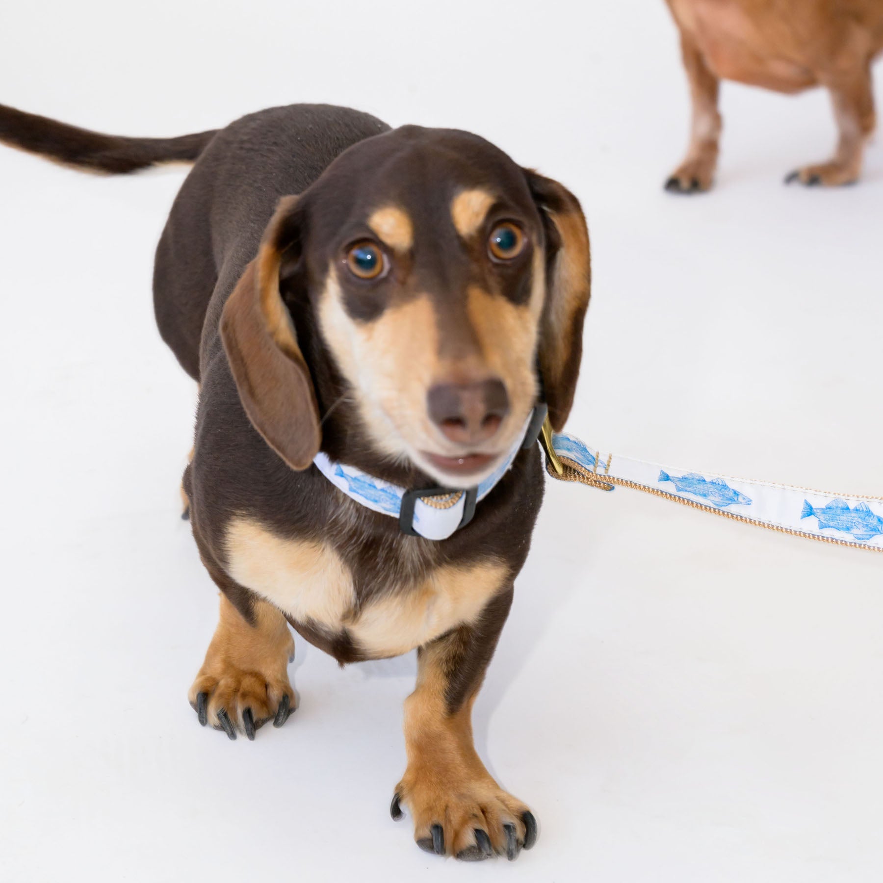 Dog Leash, Blue Fish by Sara Fitz