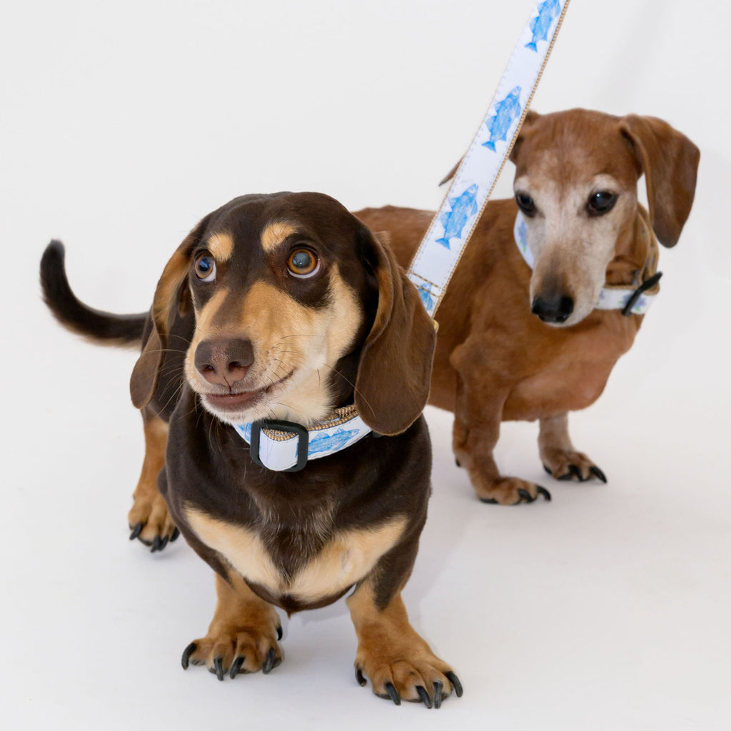 Dog Leash, Blue Fish by Sara Fitz