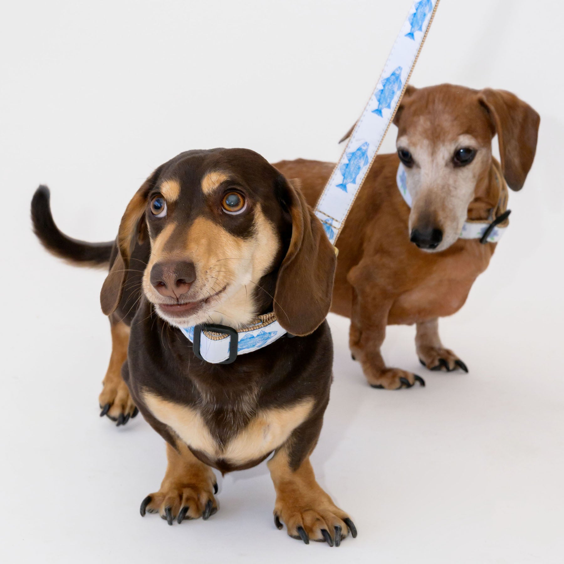 Dog Leash, Blue Fish by Sara Fitz