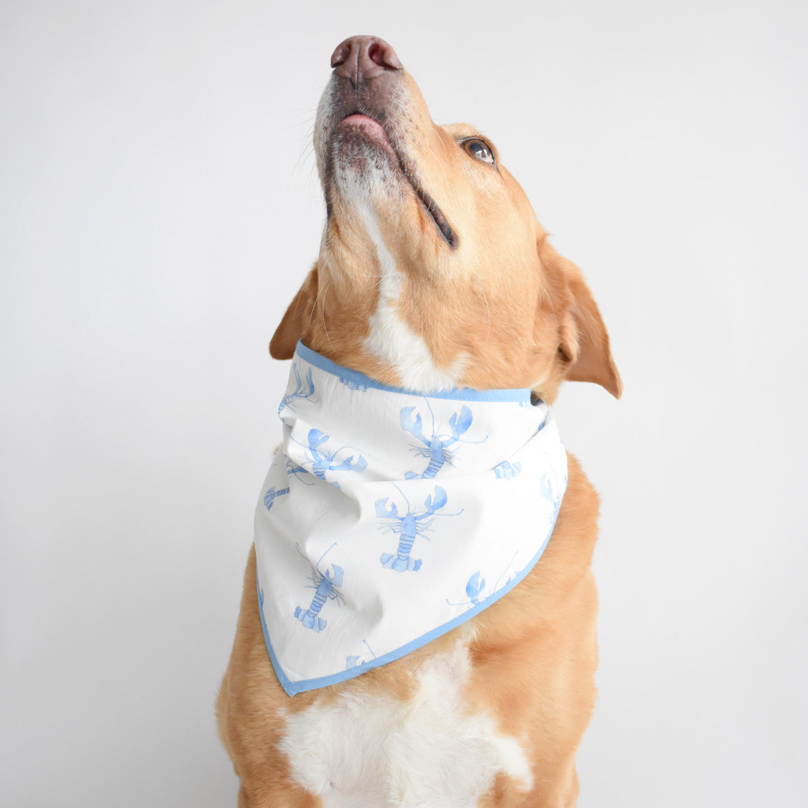 Dog Bandana, Blue Lobster by Sara Fitz