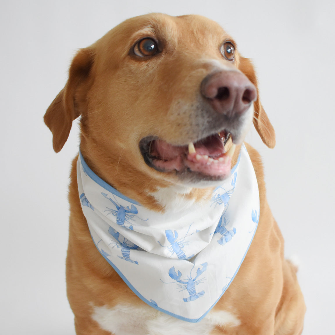 Dog Bandana, Blue Lobster by Sara Fitz