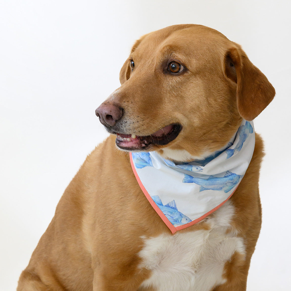 Dog Bandana, Blue Fish by Sara Fitz