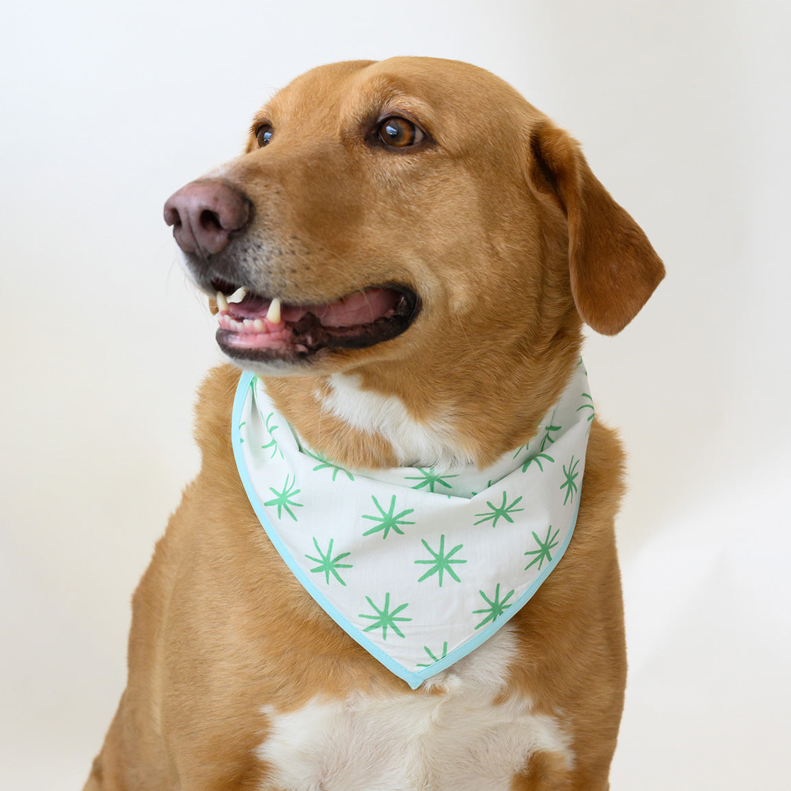 Dog Bandana, Green Star by Sara Fitz