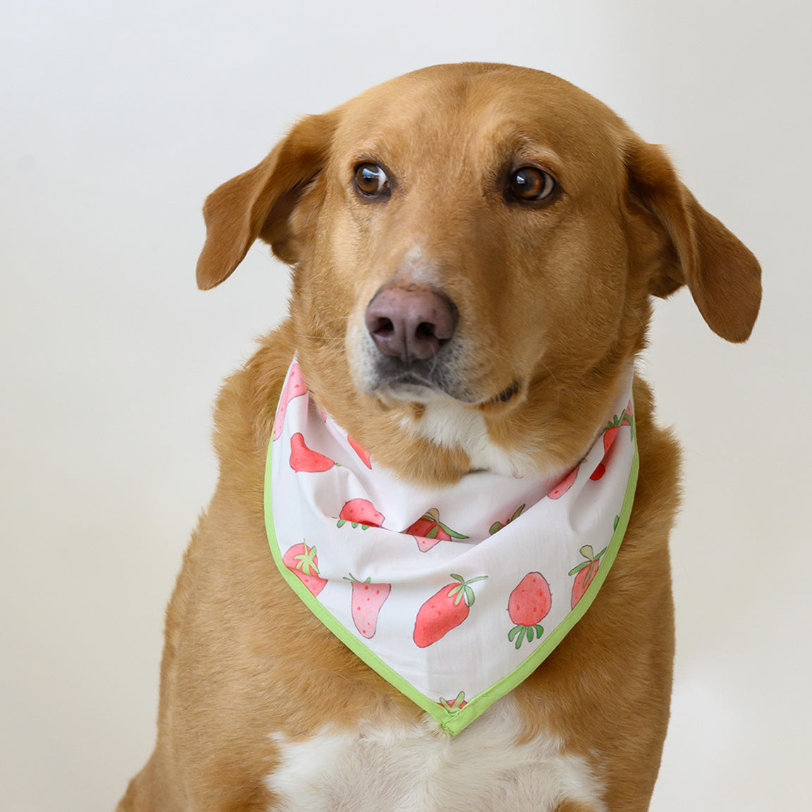 Dog Bandana, Strawberry by Sara Fitz