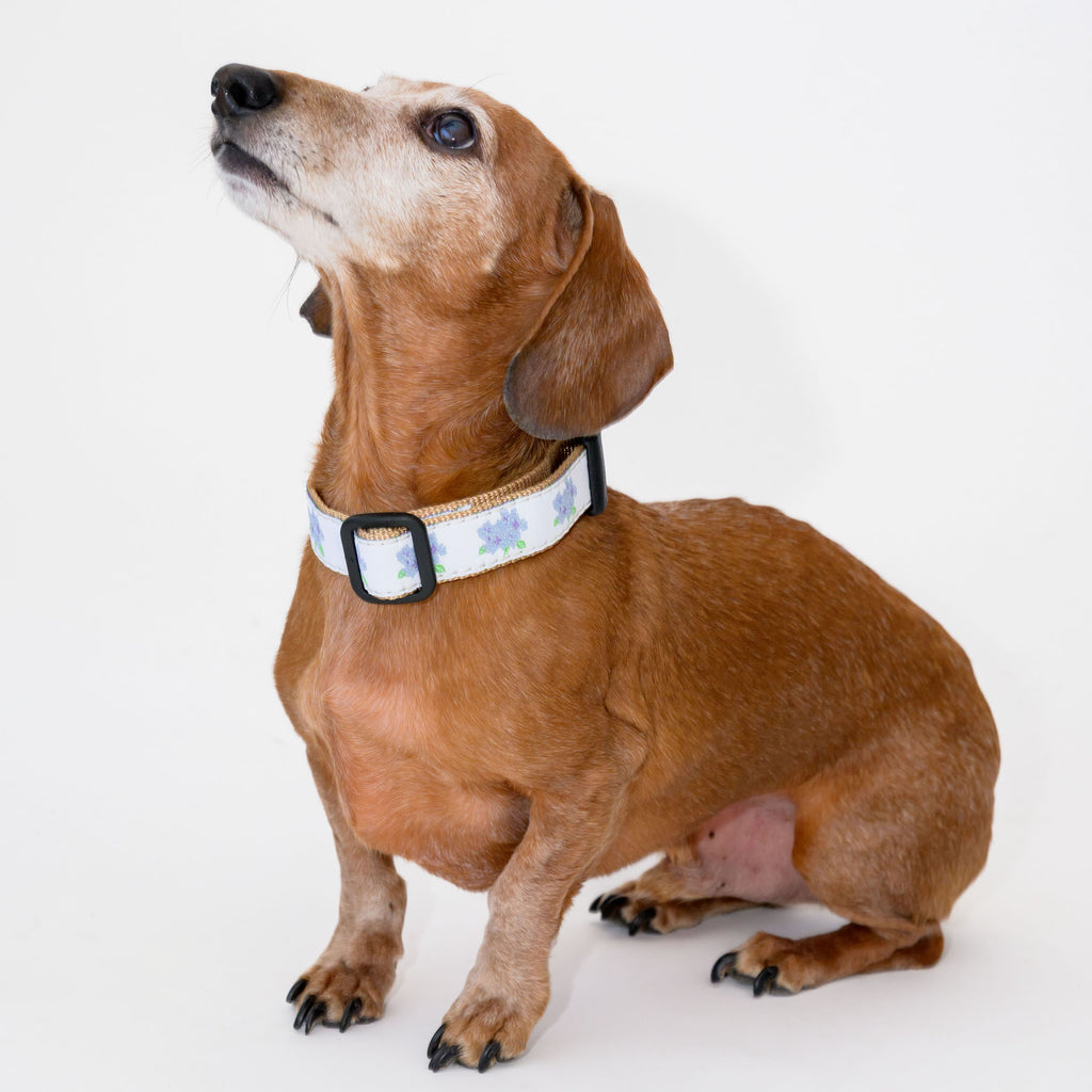 Dog Collar, Hydrangea by Sara Fitz