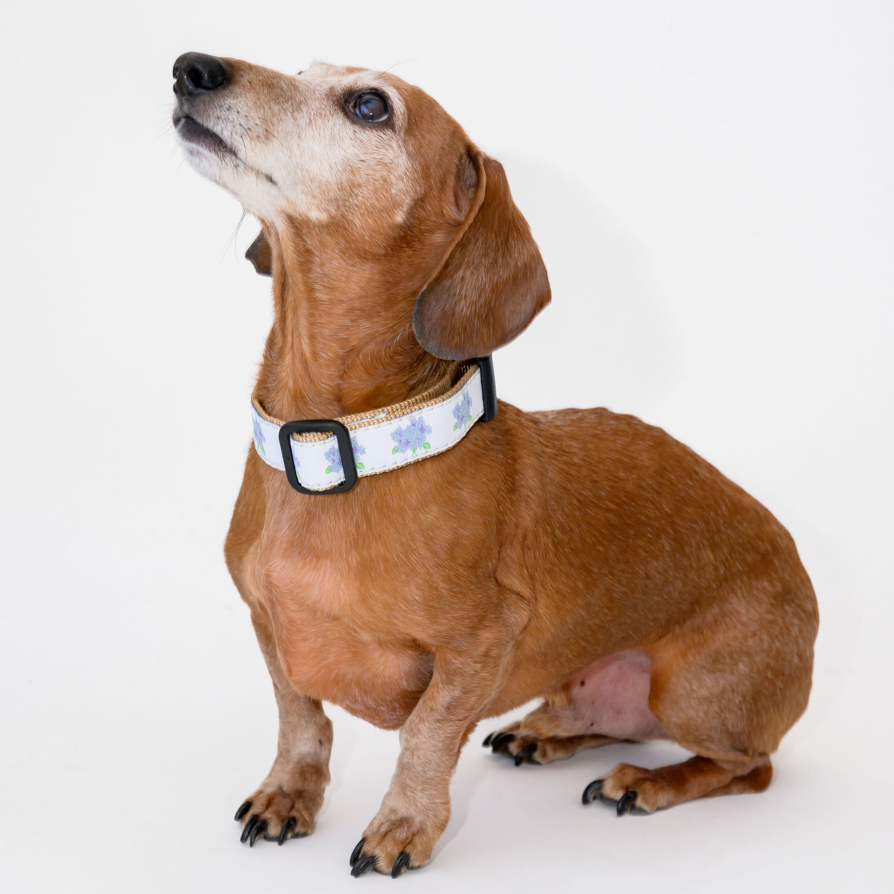 Dog Collar, Hydrangea by Sara Fitz