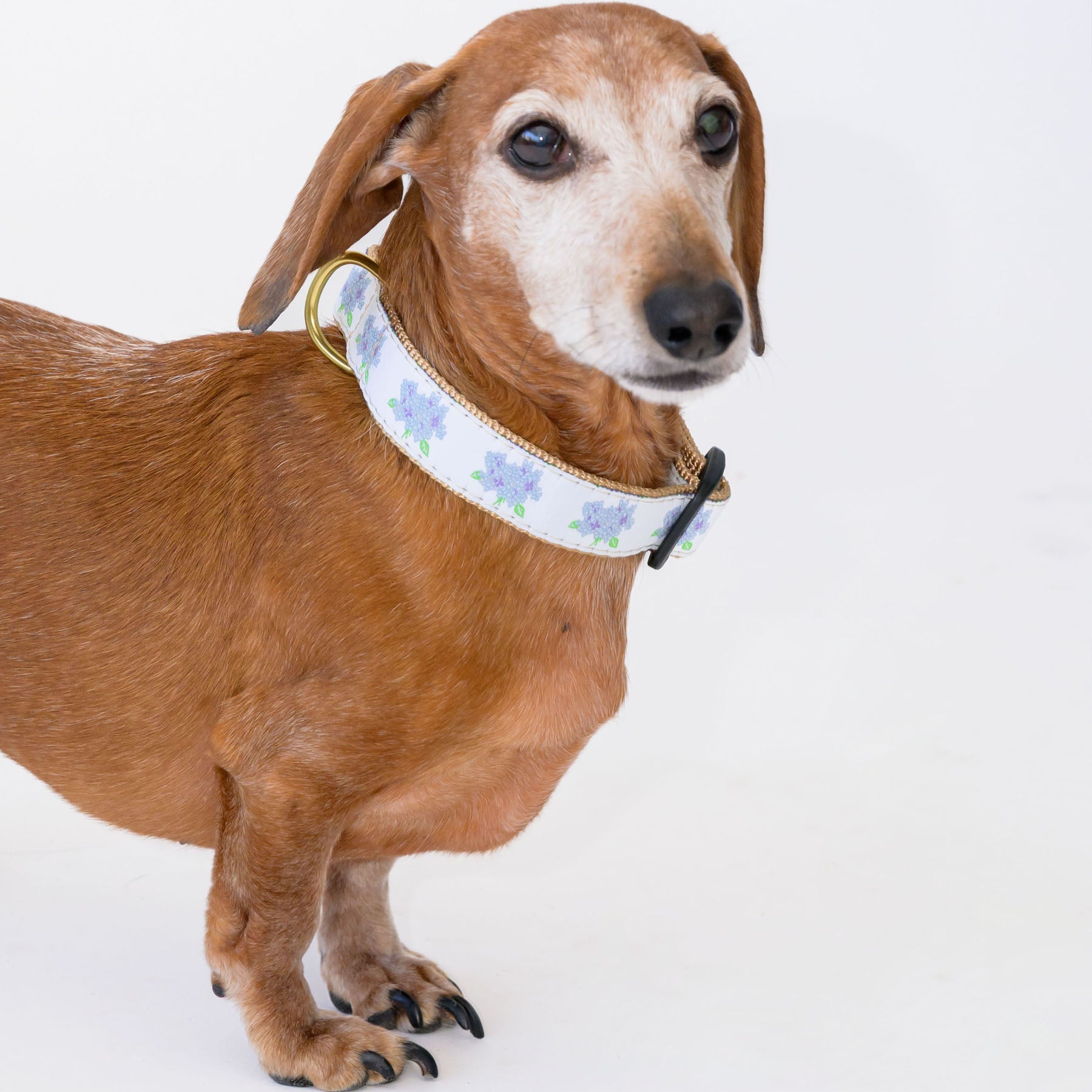 Dog Collar, Hydrangea by Sara Fitz