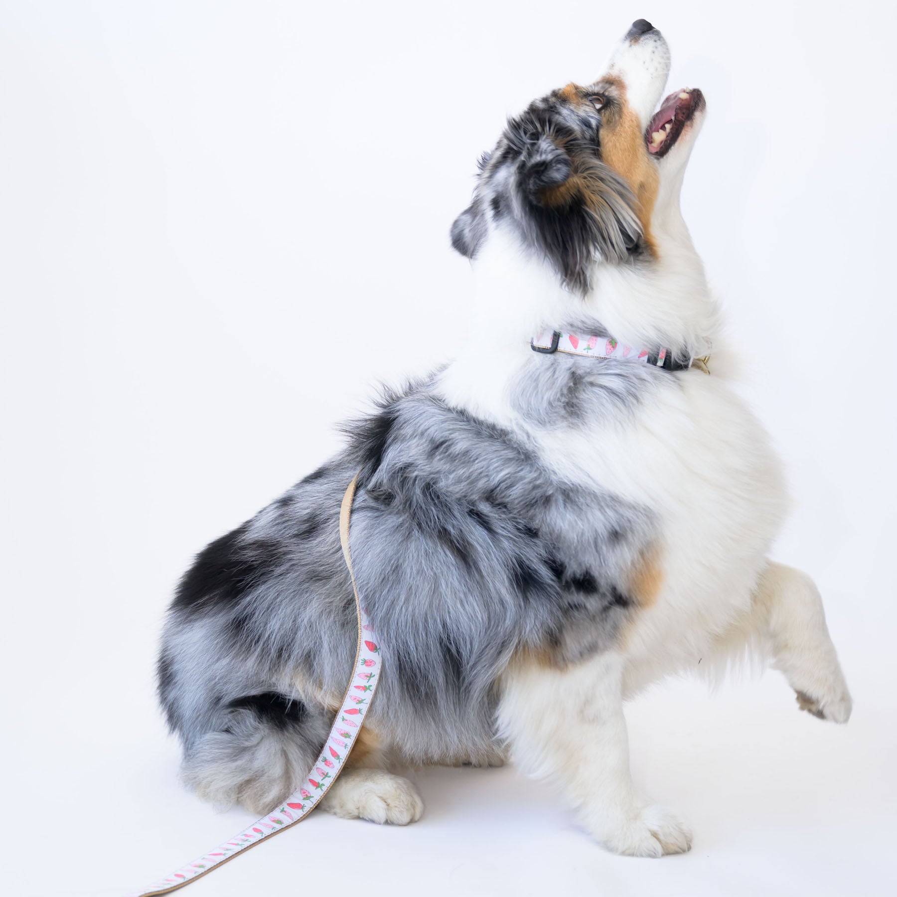 Dog Collar, Strawberry by Sara Fitz