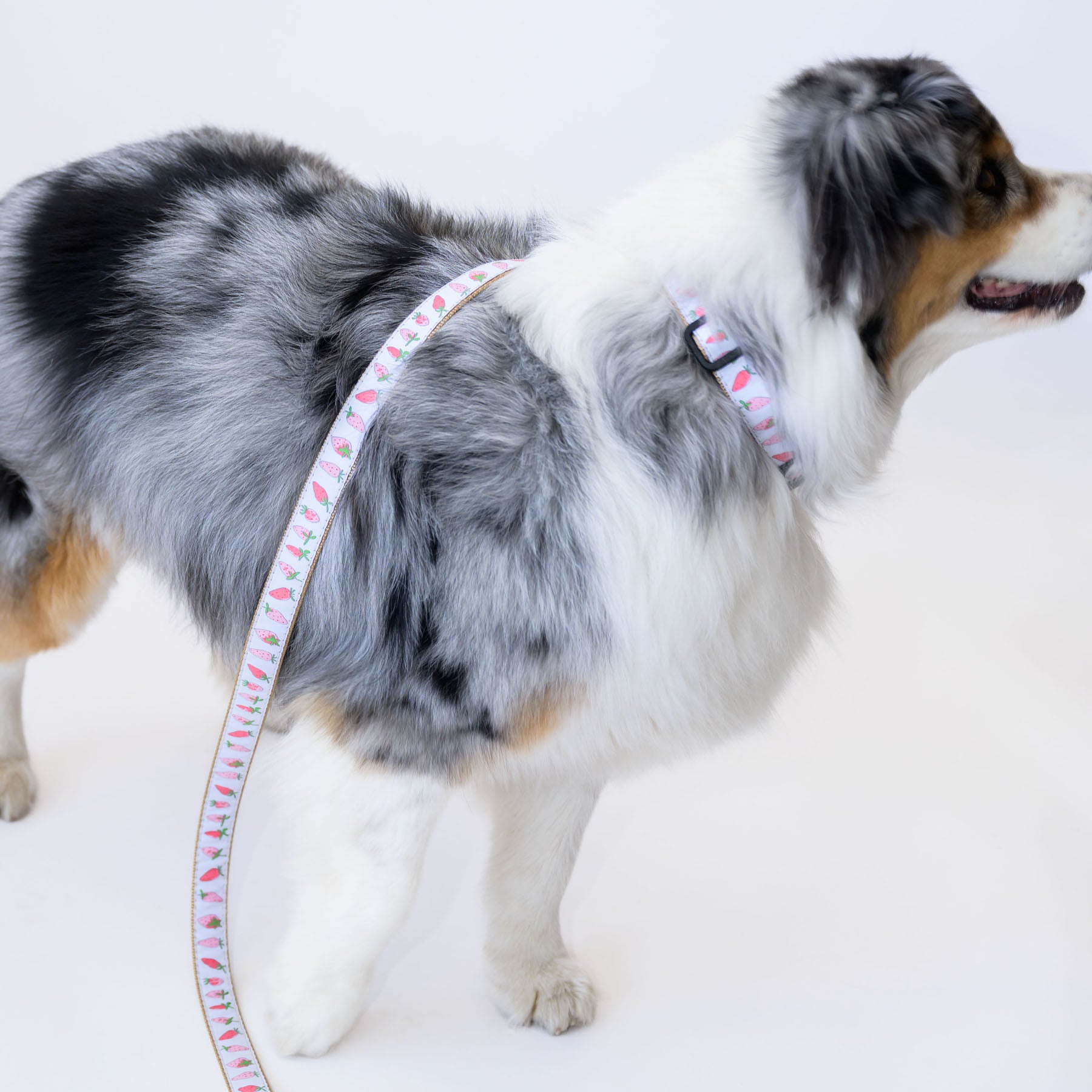 Dog Leash, Strawberry by Sara Fitz