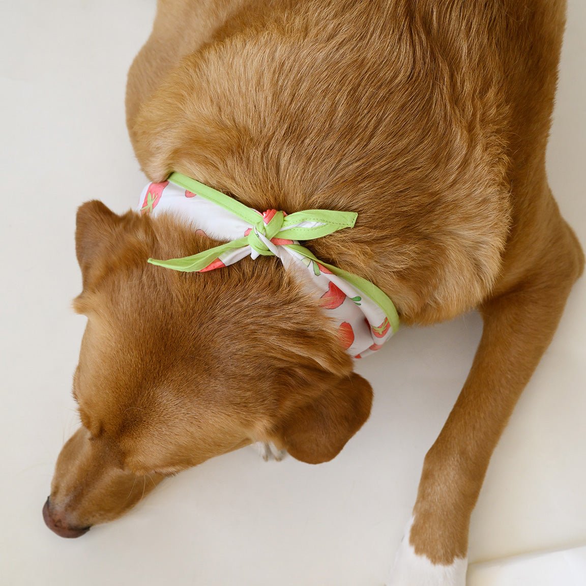 Strawberry label scarfのシームタックスカート＋カーデセット Sara Fitz Dog Bandana Strawberry Print 100 Cotton