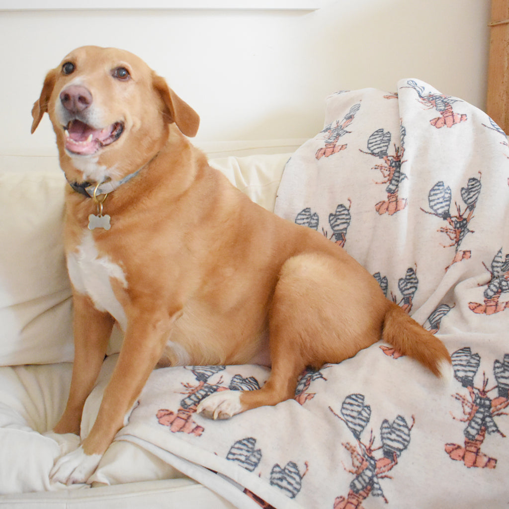 Sara Fitz Cozy Lobster ChappyWrap