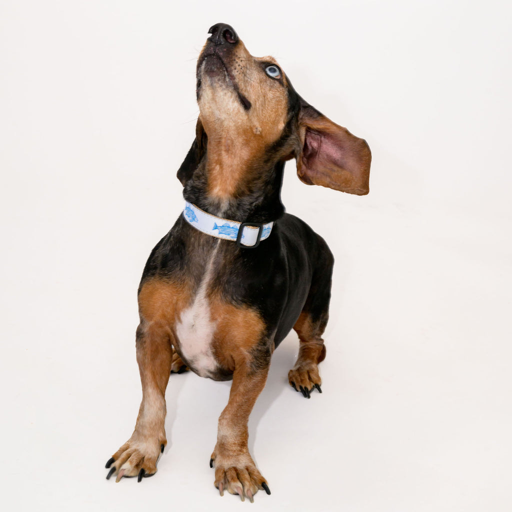 Dog Collar, Blue Fish by Sara Fitz