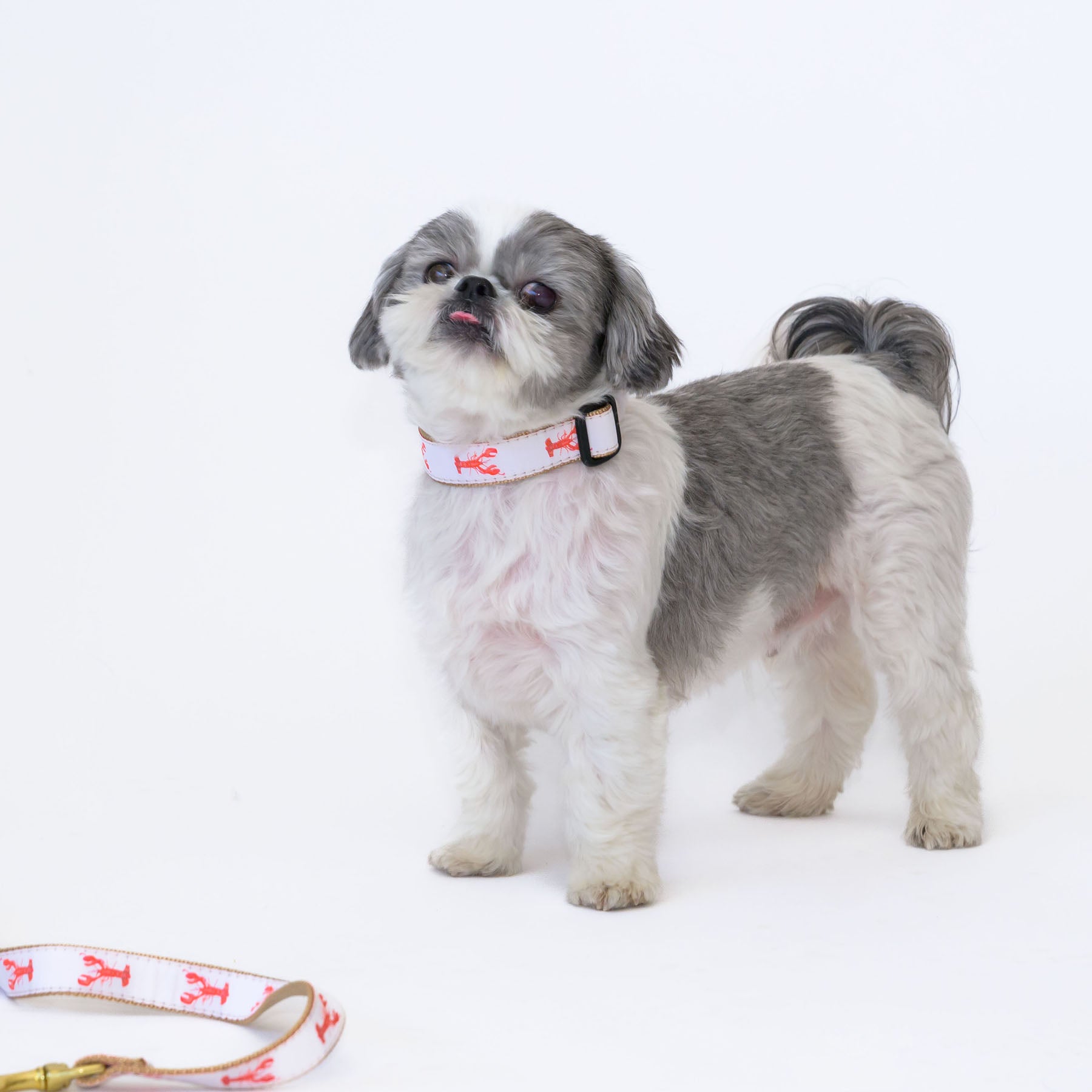 Dog Collar, Lobster by Sara Fitz