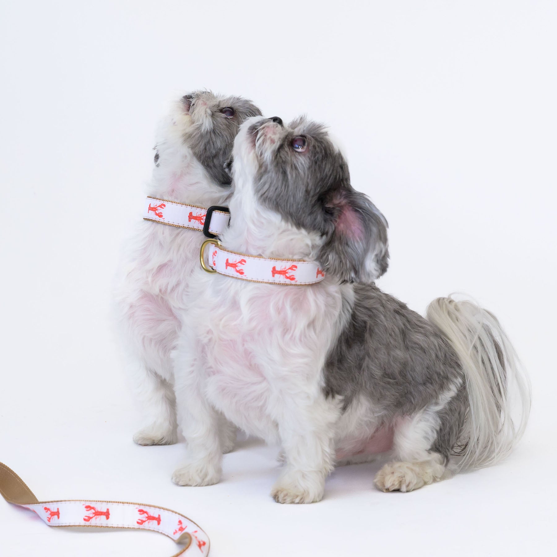 Dog Collar, Lobster by Sara Fitz