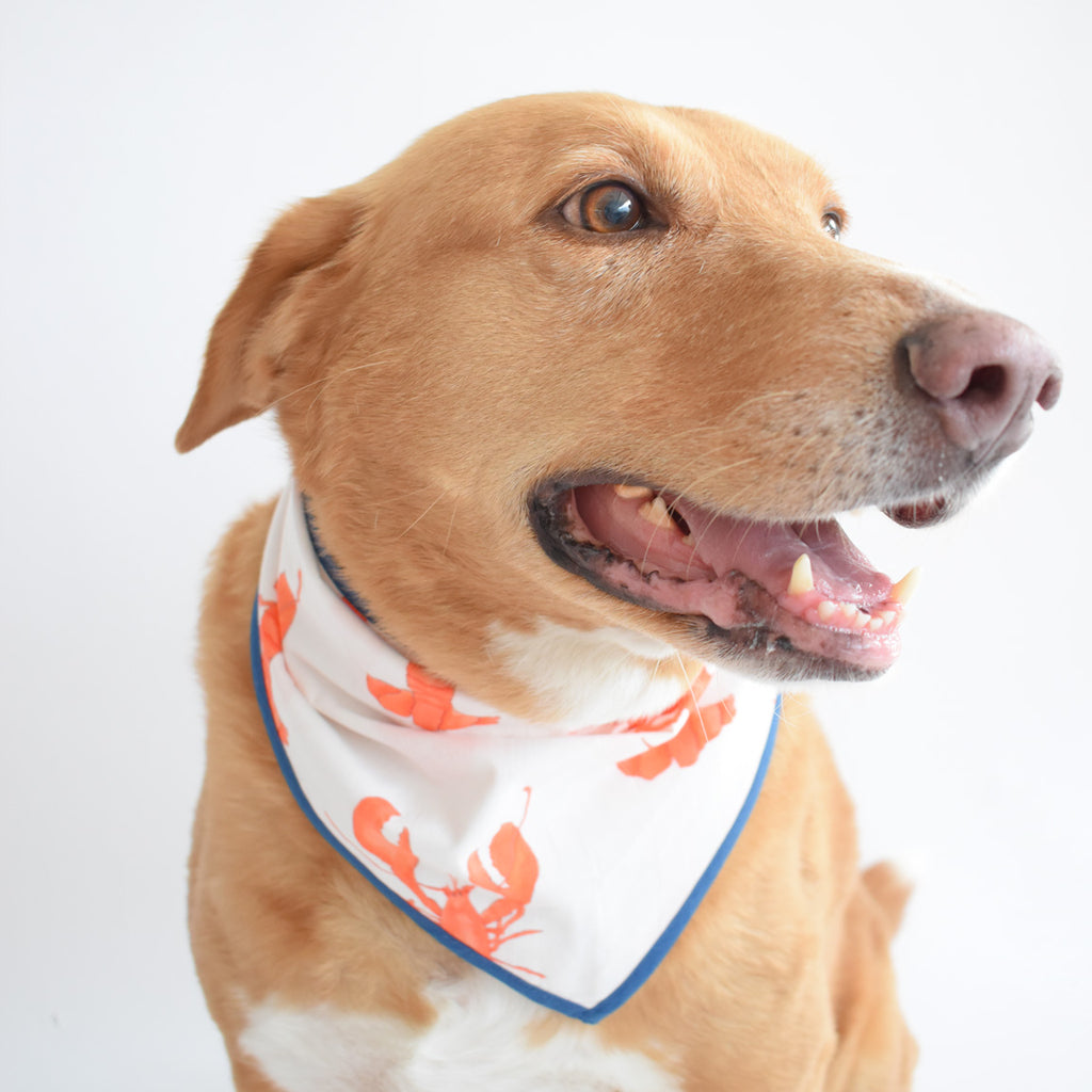 Dog Bandana, Lobster Navy by Sara Fitz