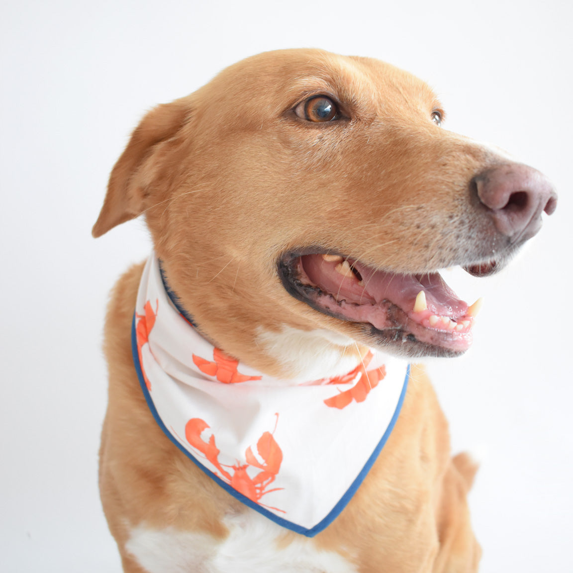 Dog Bandana, Lobster Navy by Sara Fitz