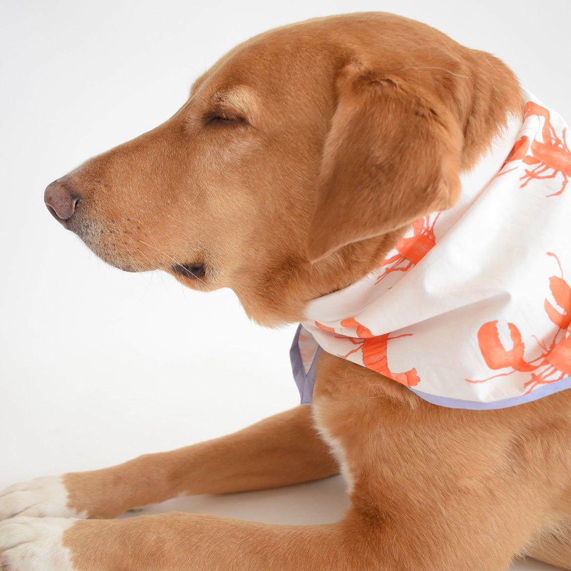Dog Bandana, Lobster Purple by Sara Fitz