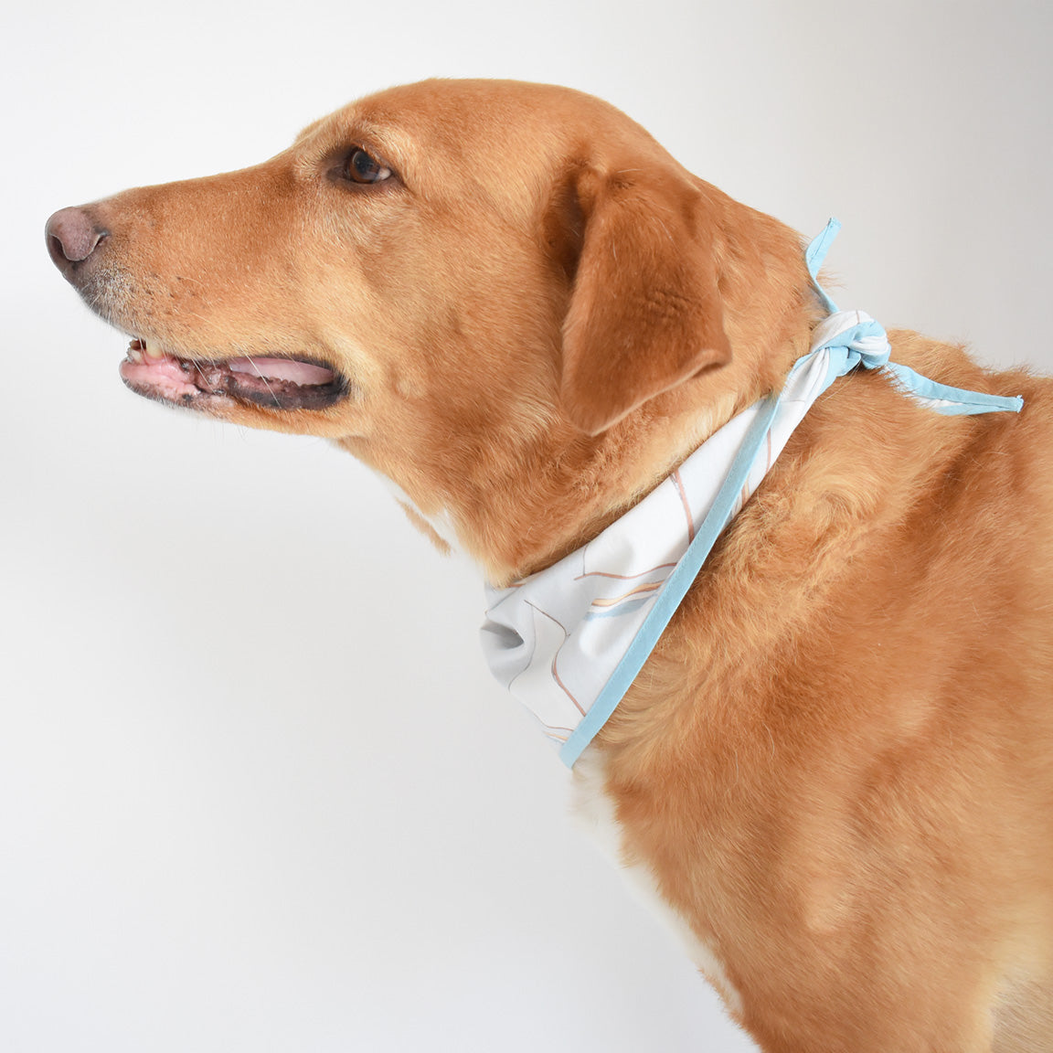 Dog Bandana, Sailboat by Sara Fitz