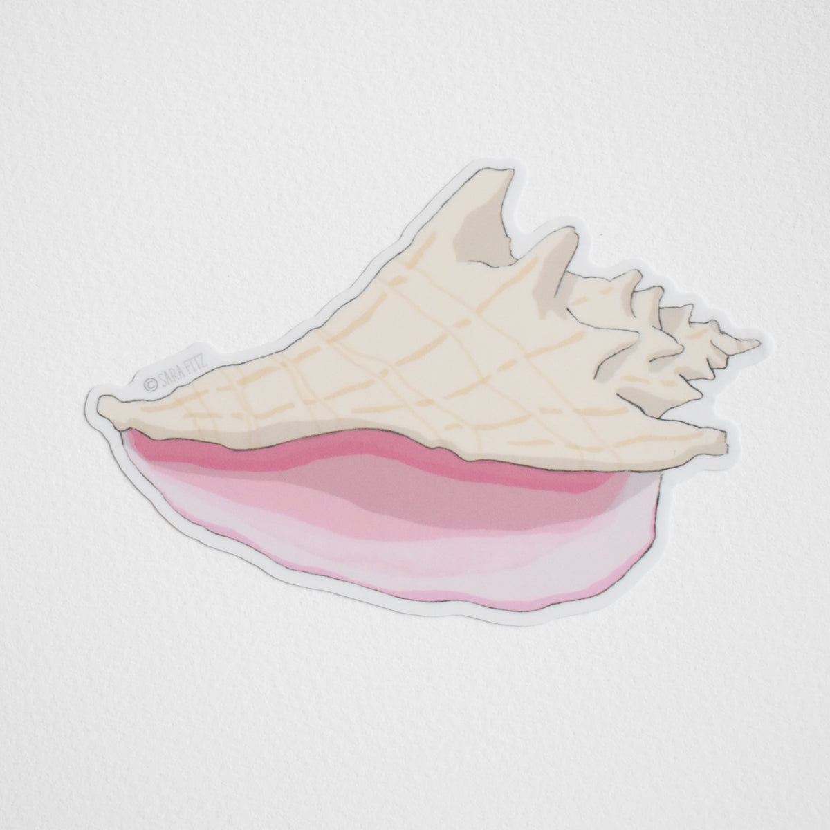 Conch Shell Sticker by Sara Fitz