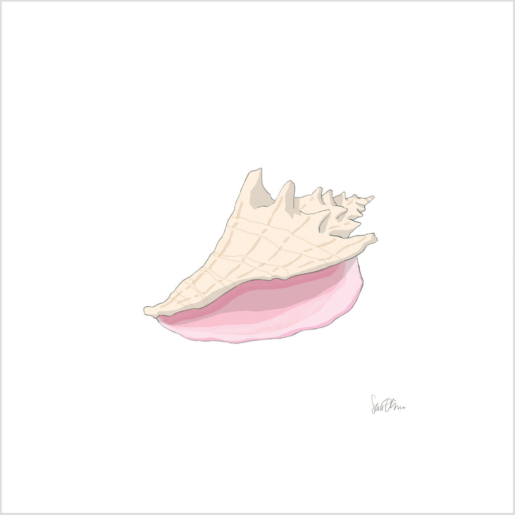 Conch Shell Art Print by Sara Fitz